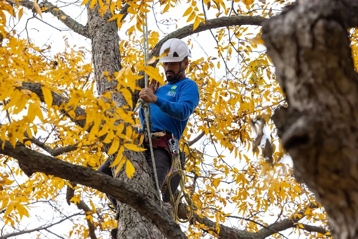 Skilled Storm Damage Cleanup crew working in Scipio